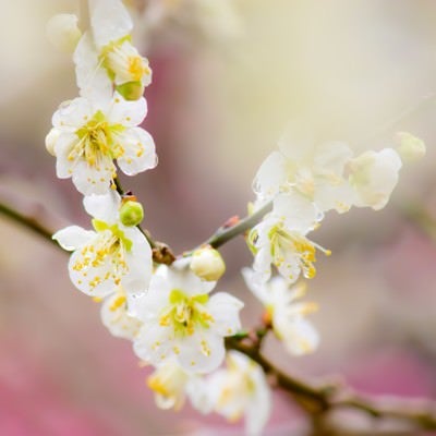幻想的な雰囲気の梅の花の写真