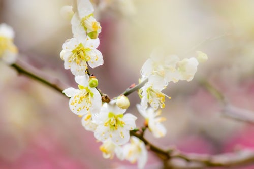 幻想的な雰囲気の梅の花の写真