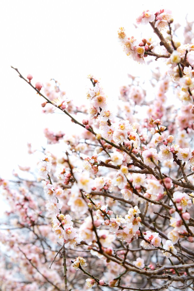 「白い梅の花」の写真