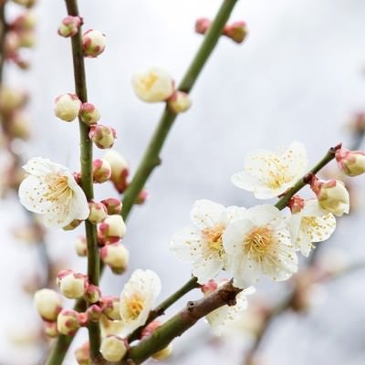 枝から生える梅の花と蕾の写真