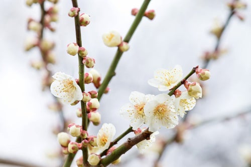 枝から生える梅の花と蕾の写真