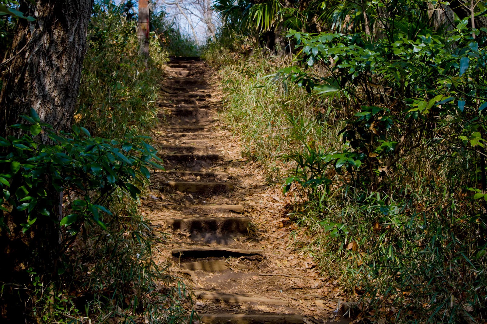 「不気味な山道の階段」の写真