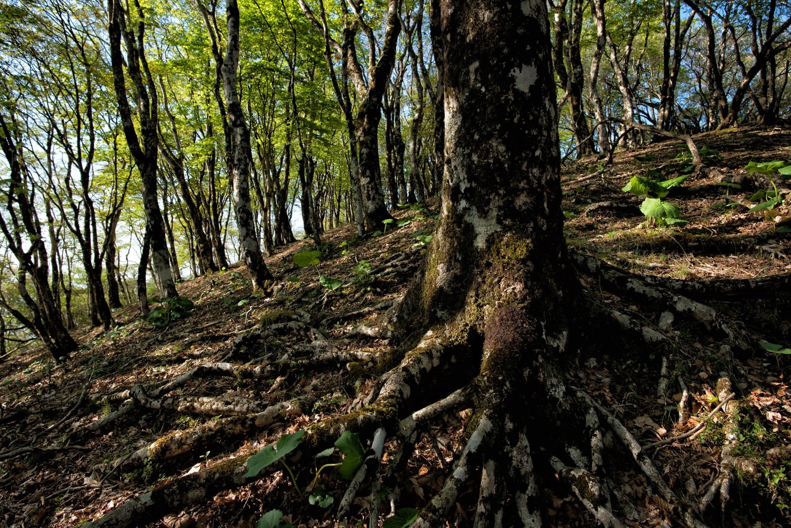 「丹沢にあるブナの森」の写真