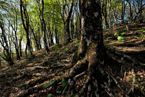 丹沢にあるブナの森の写真