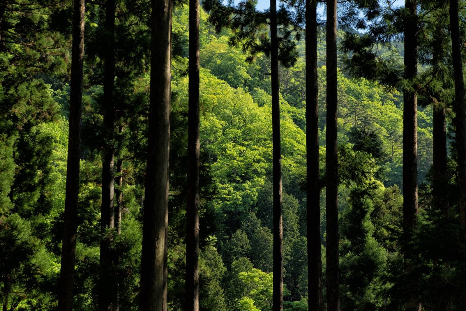 「丹沢の緑あふれる森」の写真