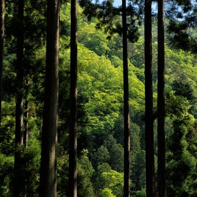 丹沢の緑あふれる森の写真
