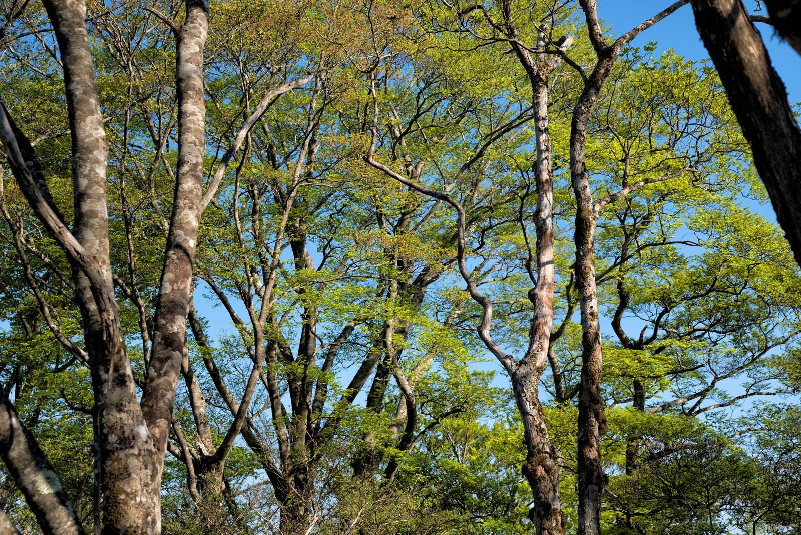 「新緑のブナ林」の写真