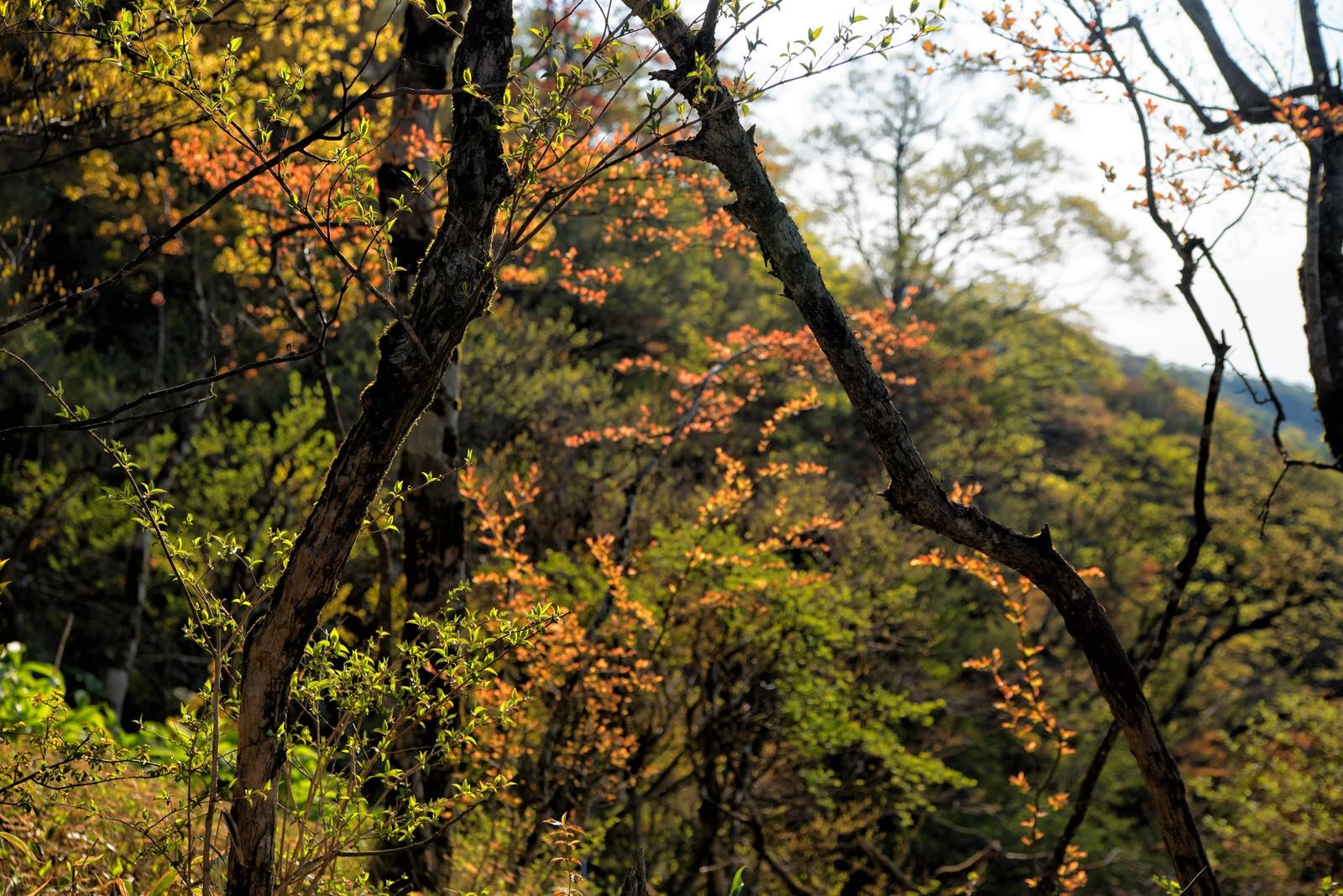 「色彩溢れる丹沢の森」の写真