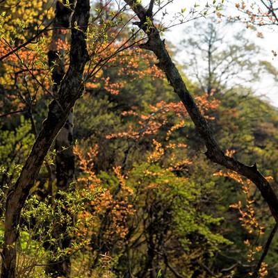 色彩溢れる丹沢の森の写真