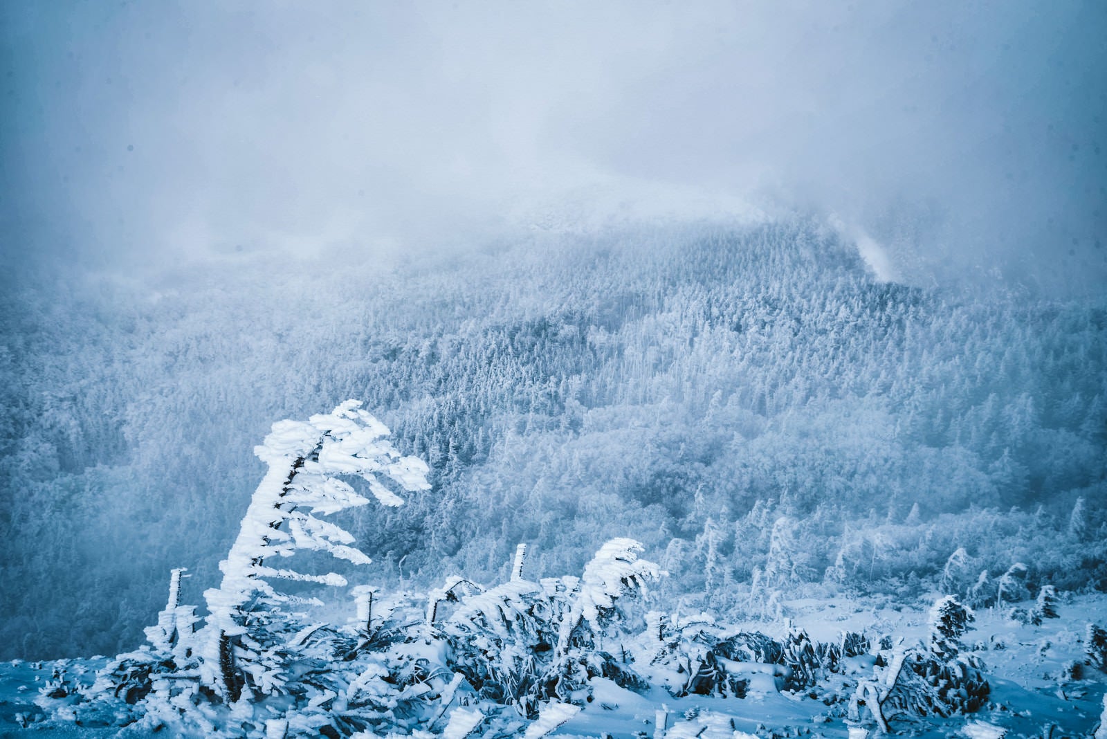 「エビの尻尾と吹雪く白銀の森」の写真
