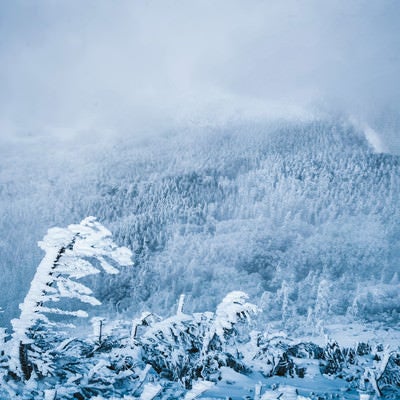 エビの尻尾と吹雪く白銀の森の写真