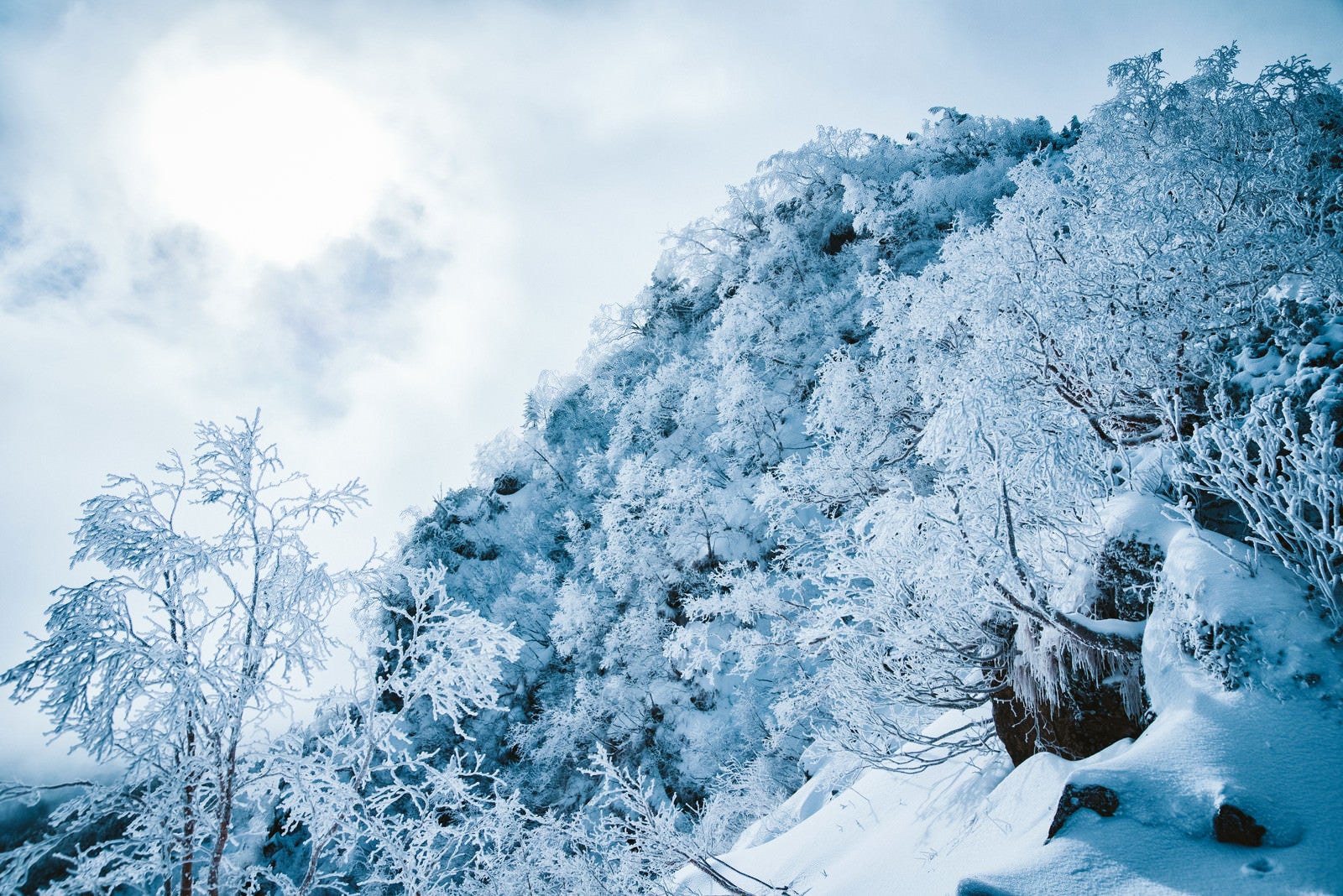 「幻想的な樹氷の白銀の世界」の写真