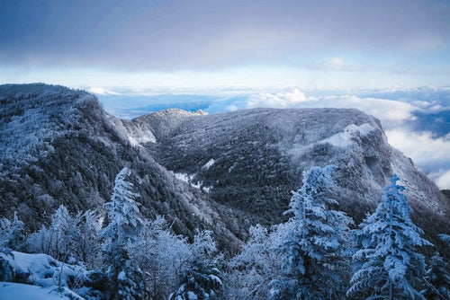 白銀に染まる樹氷の森（北八ヶ岳）の写真