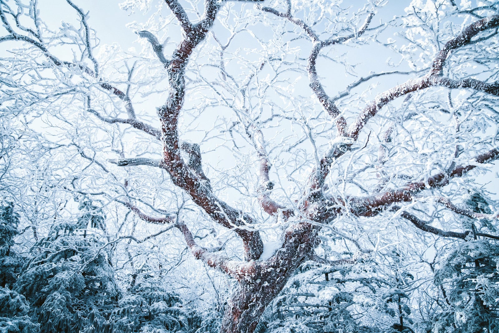 「張り巡らせる樹氷」の写真