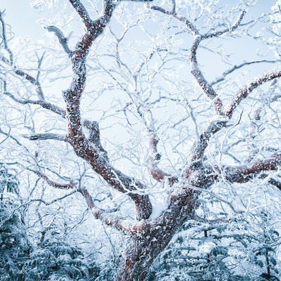 張り巡らせる樹氷の写真