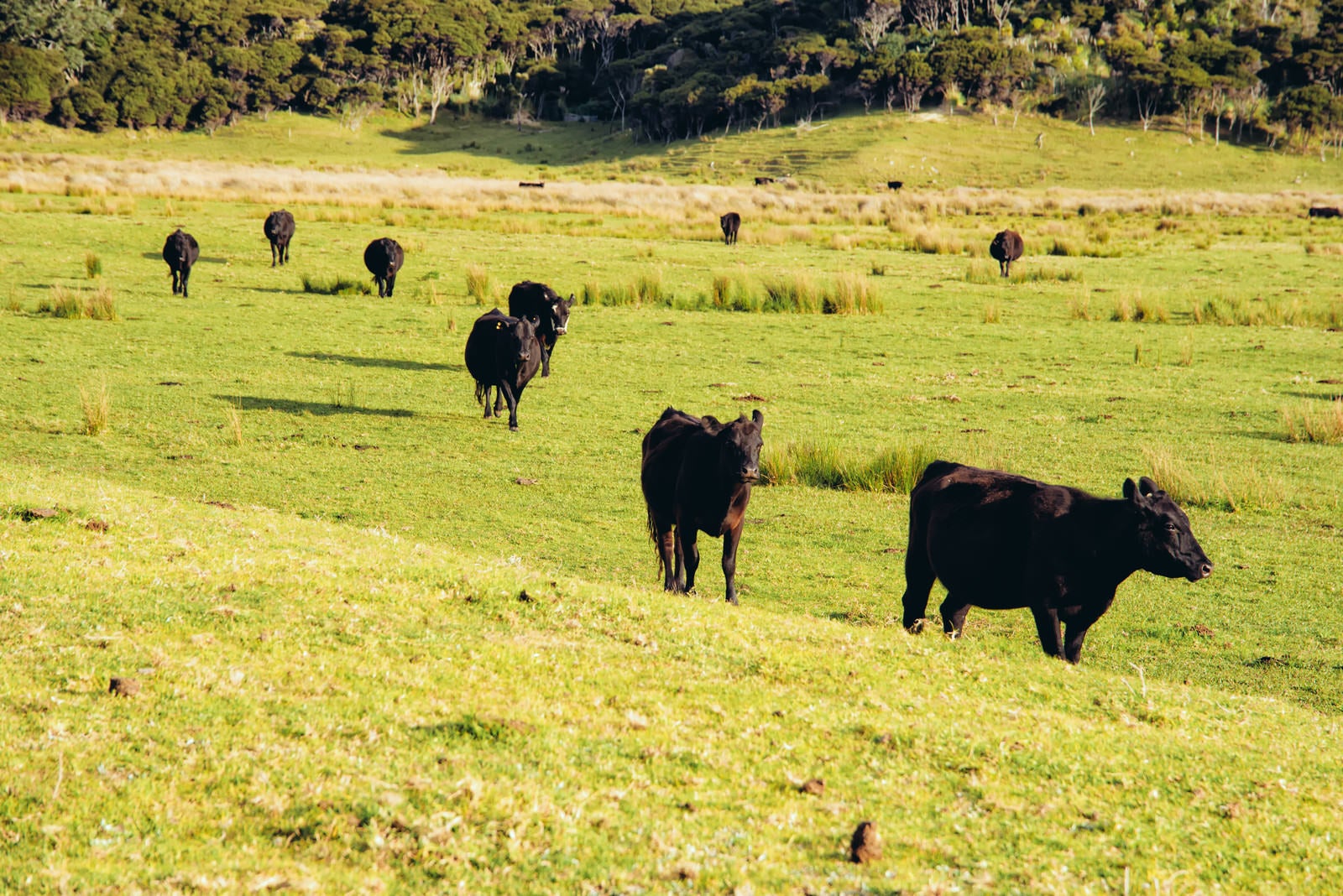 「野生の牛の群れ（ニュージーランド）」の写真