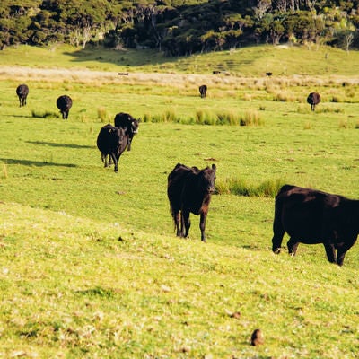 野生の牛の群れ（ニュージーランド）の写真