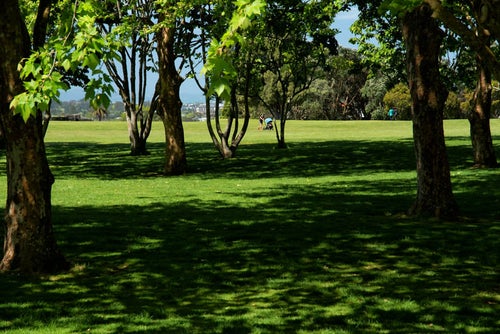コーンウォール・パークの草原（ニュージーランド）の写真