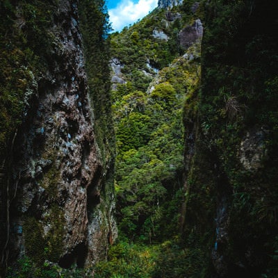 剥き出しの岩壁と生い茂る木々に覆われるウィンディキャニオンの谷間（ニュージーランド）の写真