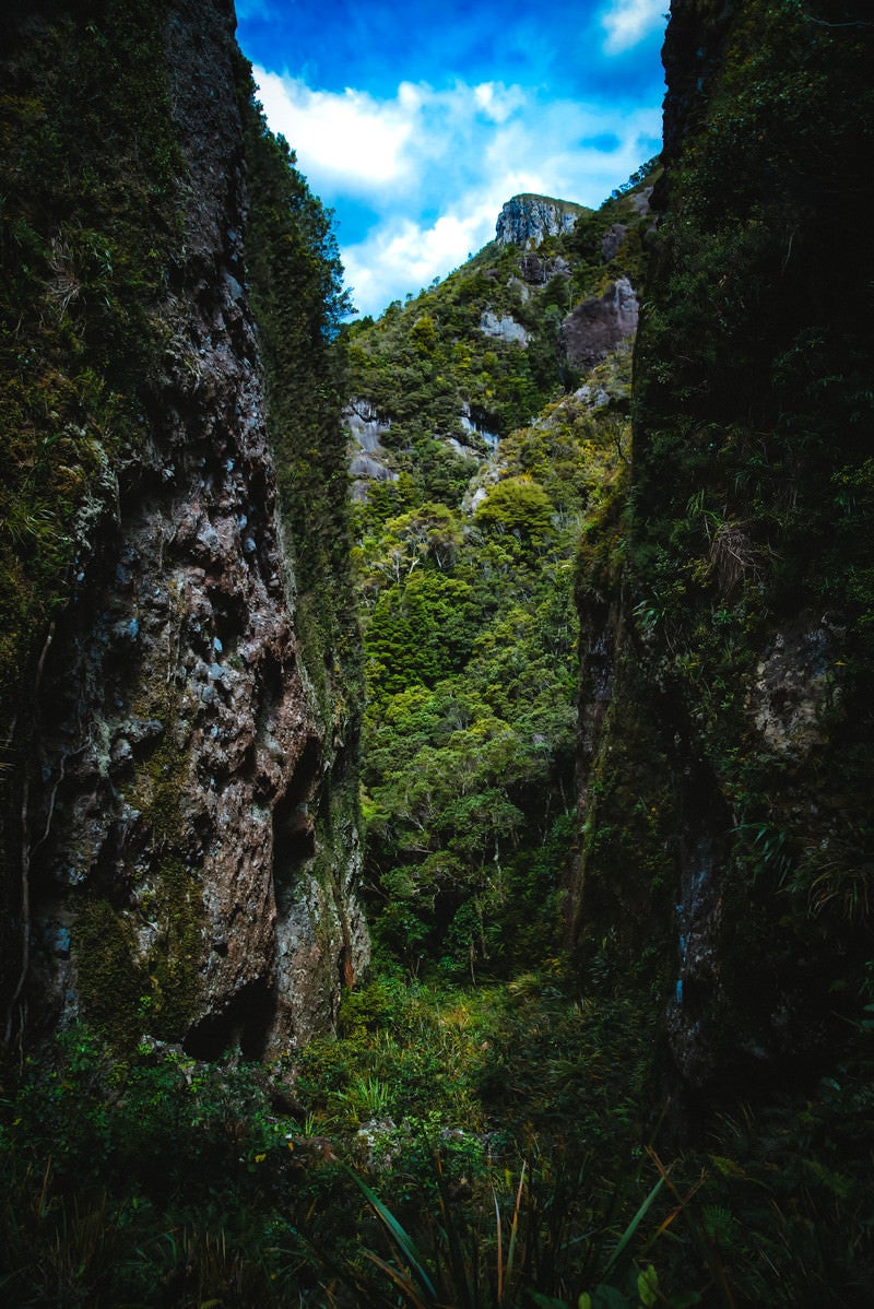 「剥き出しの岩壁と生い茂る木々に覆われるウィンディキャニオンの谷間（ニュージーランド）」の写真