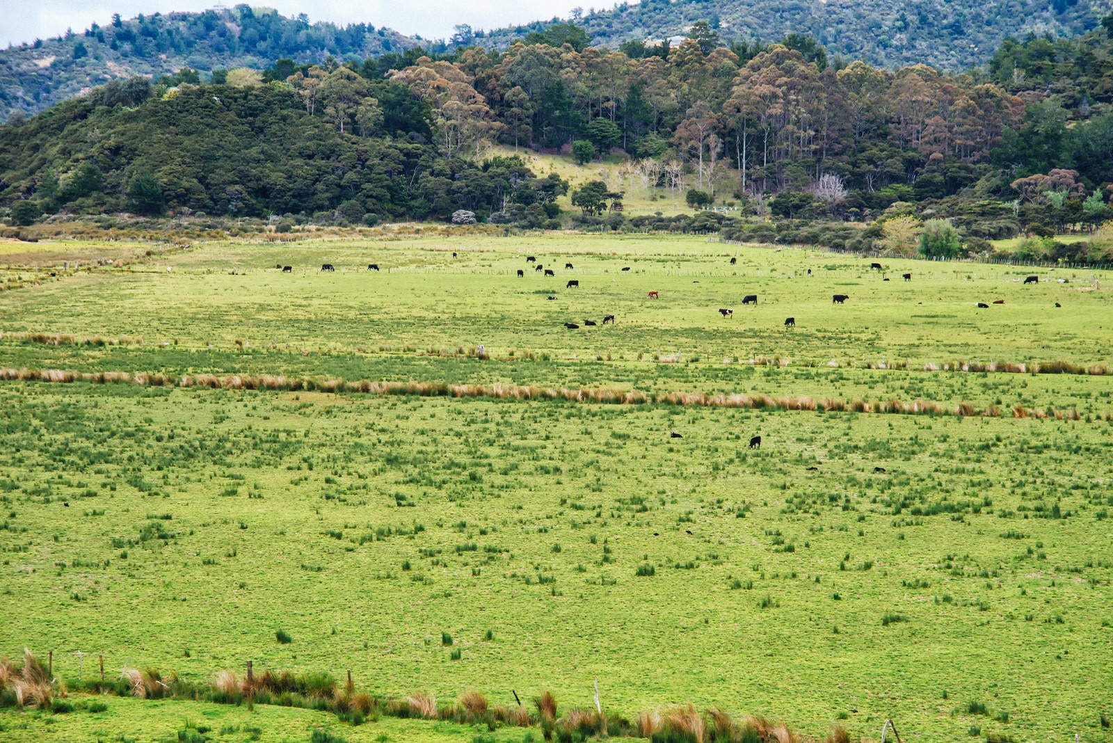 「グレートバリア島の牧草地と野生の牛（ニュージーランド）」の写真