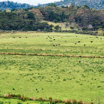 グレートバリア島の牧草地と野生の牛（ニュージーランド）の写真