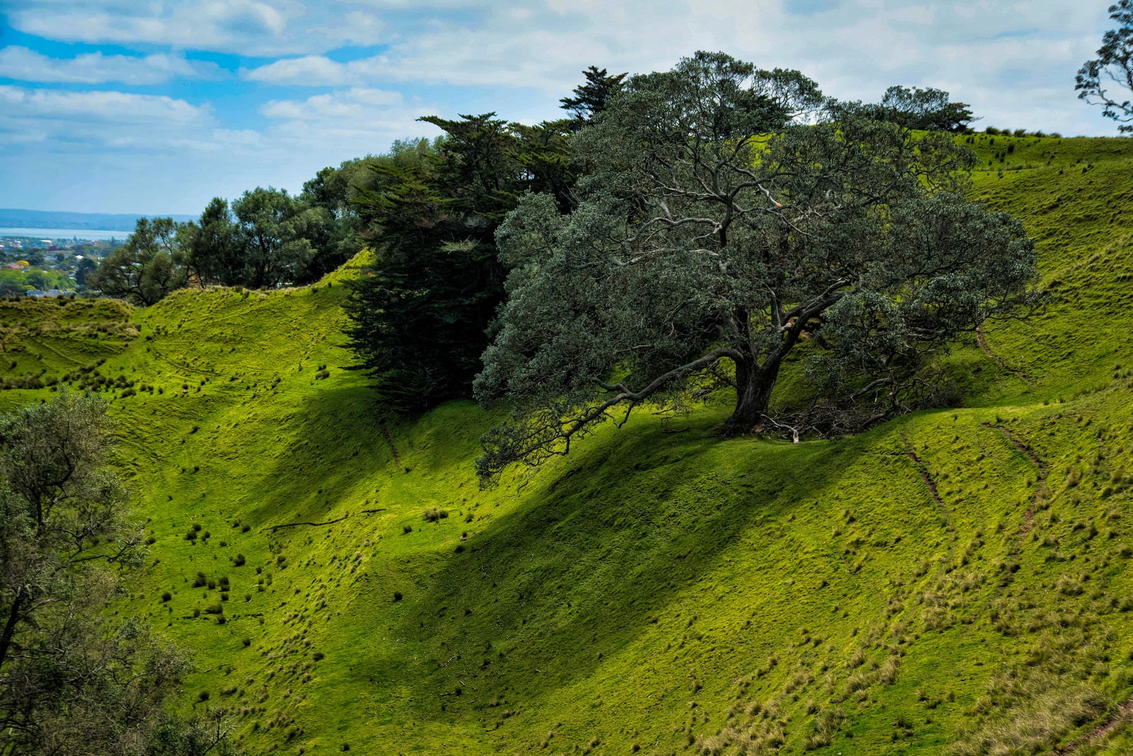 「コーンウォール・パークの傾斜に立つ巨木（ニュージーランド）」の写真
