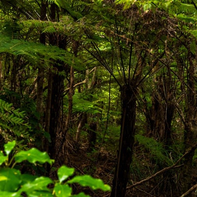 ニュージーランドにある原生林の森の写真