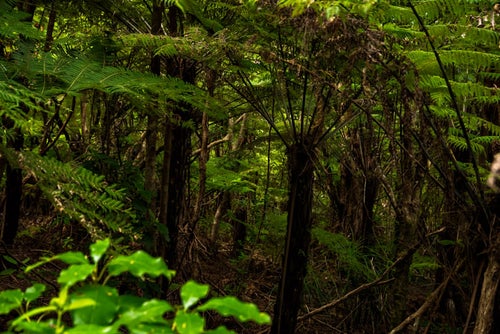 ニュージーランドにある原生林の森の写真