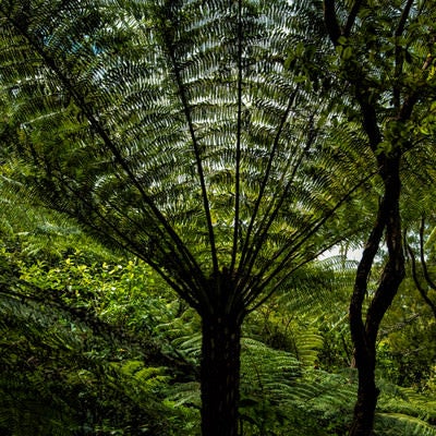 ニュージーランドの植物「シルバーファーン」の写真