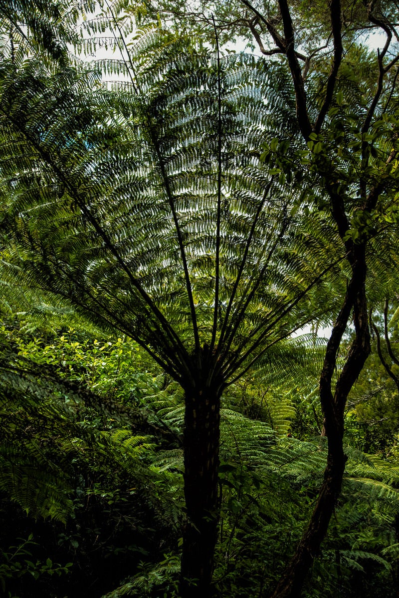 「ニュージーランドの植物「シルバーファーン」」の写真