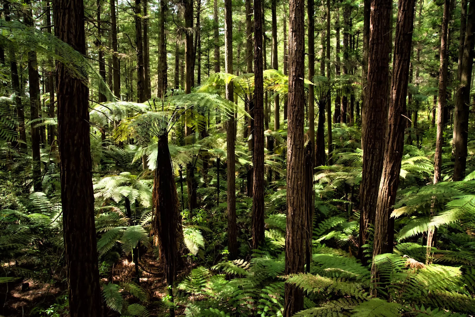 「ジャイアントセコイアとシルバーファーンの森と差し込む光（ニュージーランド）」の写真