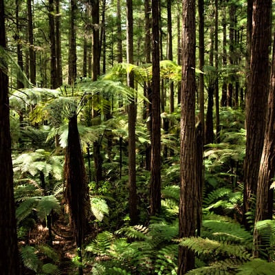 ジャイアントセコイアとシルバーファーンの森と差し込む光（ニュージーランド）の写真