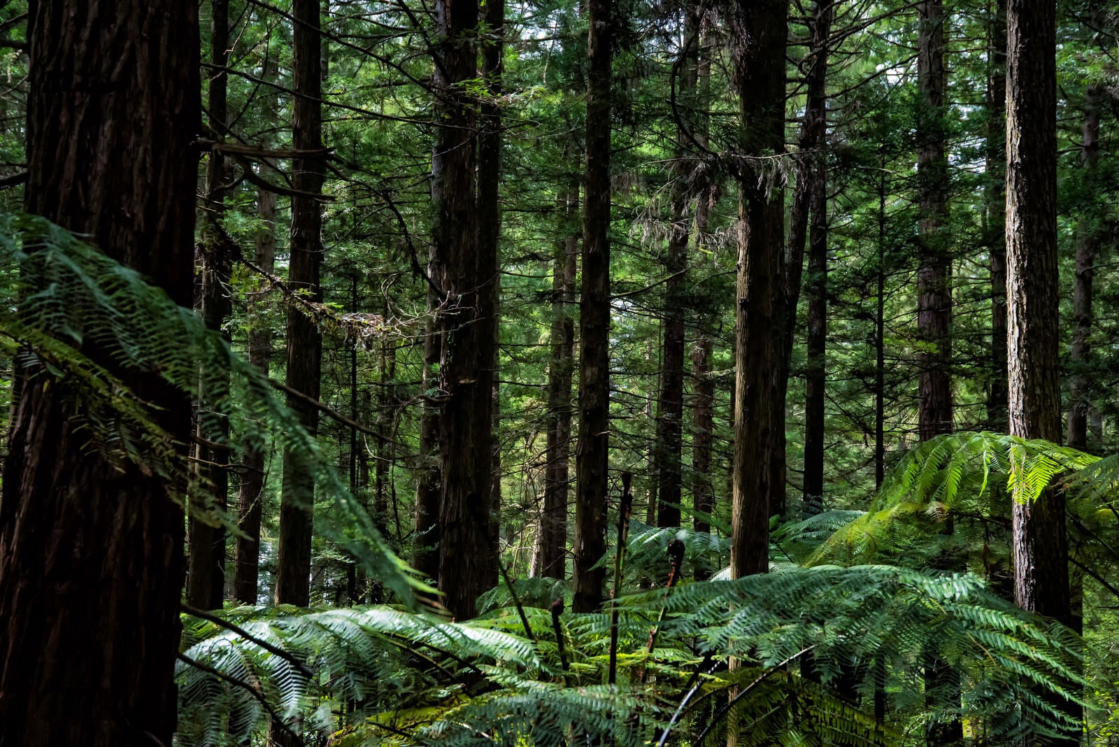 「ジャイアントセコイアの自生する森（ニュージーランド）」の写真