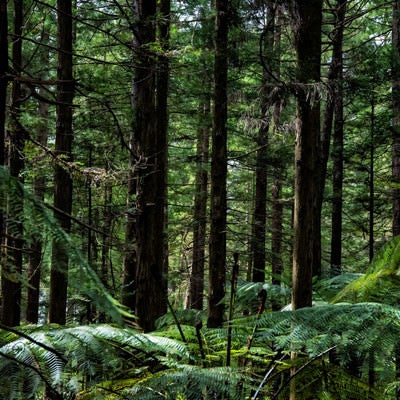 ジャイアントセコイアの自生する森（ニュージーランド）の写真