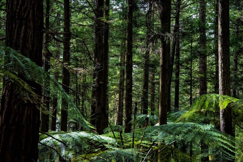 ジャイアントセコイアの自生する森（ニュージーランド）の写真