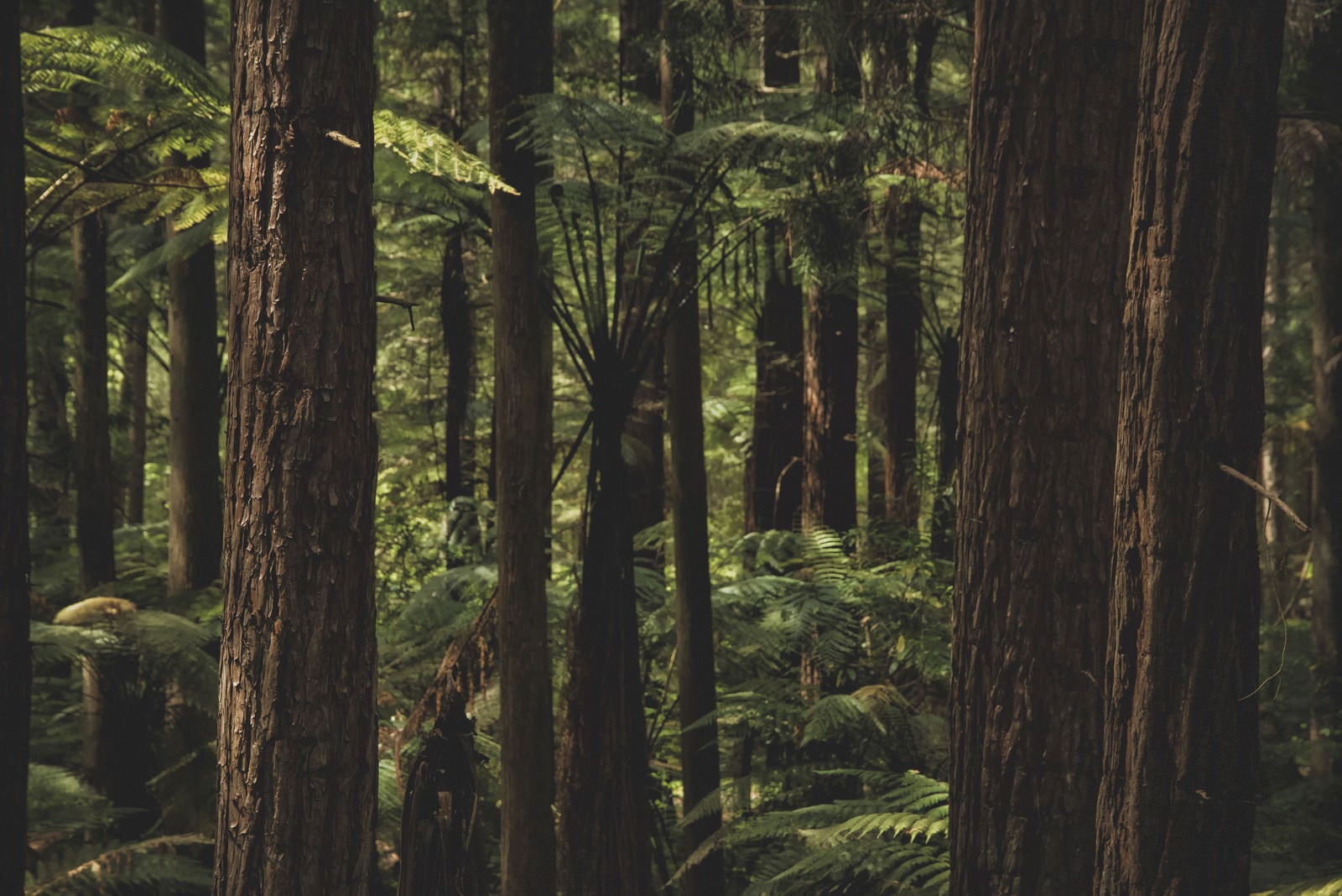 「ニュージーランドの原生林が自生する森」の写真