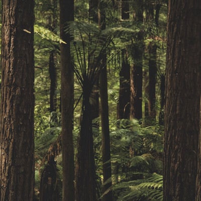 ニュージーランドの原生林が自生する森の写真