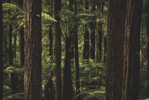 ニュージーランドの原生林が自生する森の写真