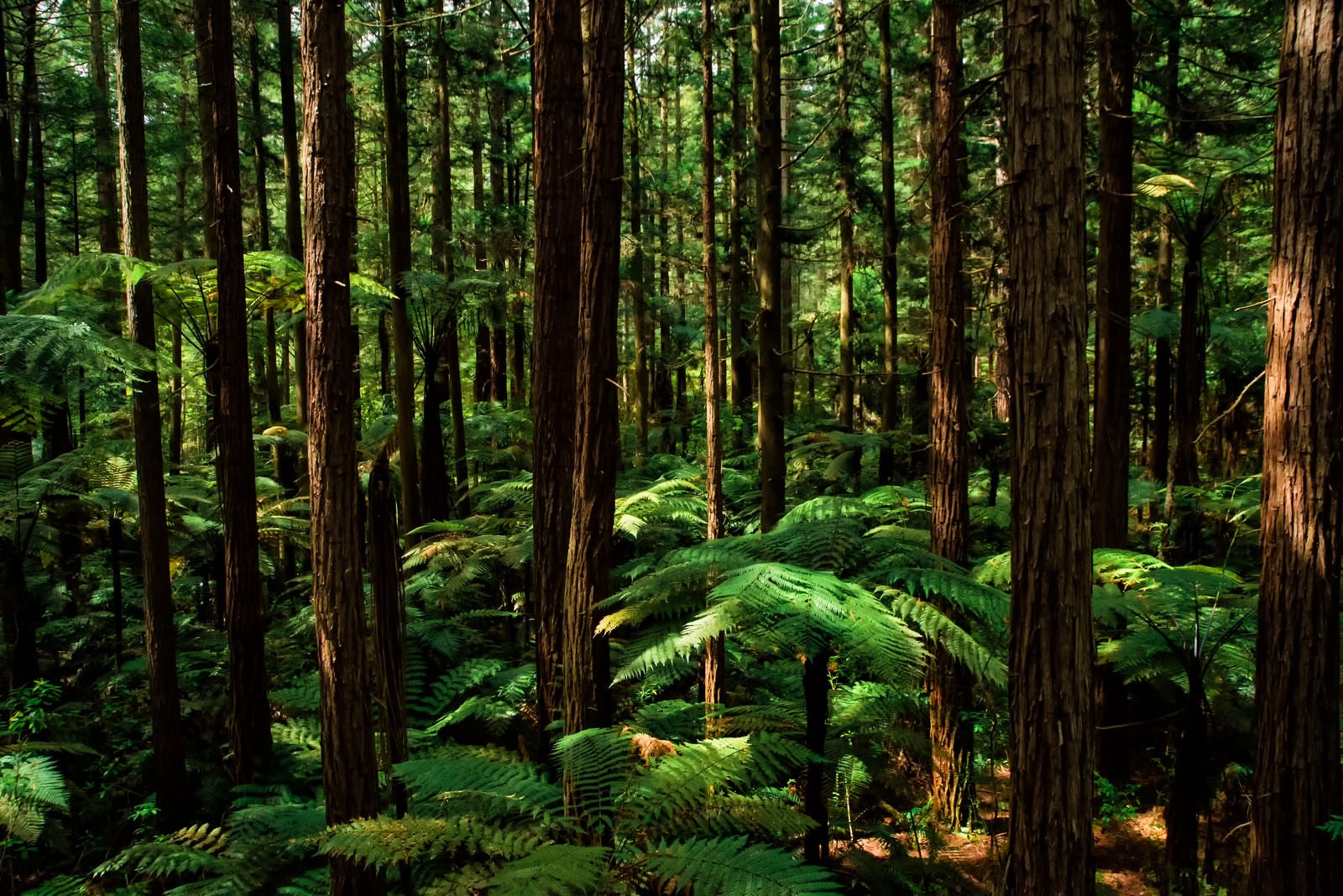 「シルバーファーンに差す光とジャイアントセコイアの森（ニュージーランド）」の写真