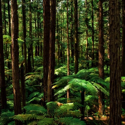 シルバーファーンに差す光とジャイアントセコイアの森（ニュージーランド）の写真