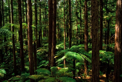 シルバーファーンに差す光とジャイアントセコイアの森（ニュージーランド）の写真