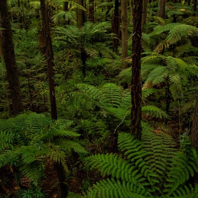 ジャイアントセコイアとシルバーファーンが自生する森の写真