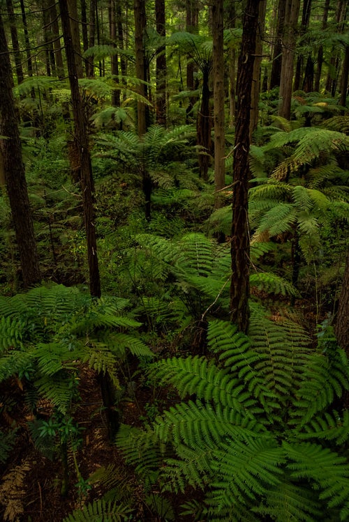ジャイアントセコイアとシルバーファーンが自生する森の写真