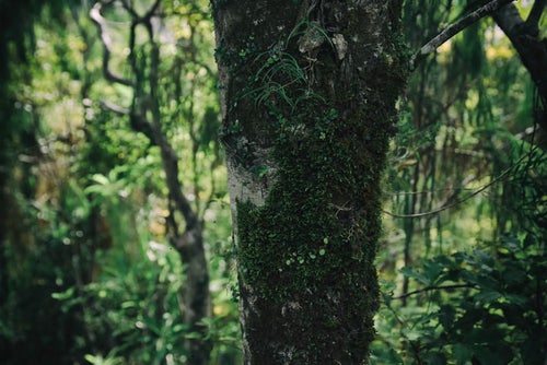 ニュージーランドの原生林に生える苔の写真
