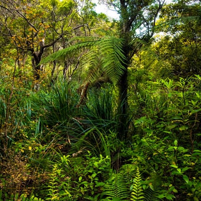 ニュージーランドの原生林の写真