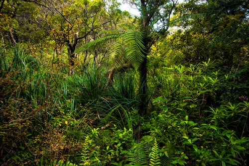 ニュージーランドの原生林の写真