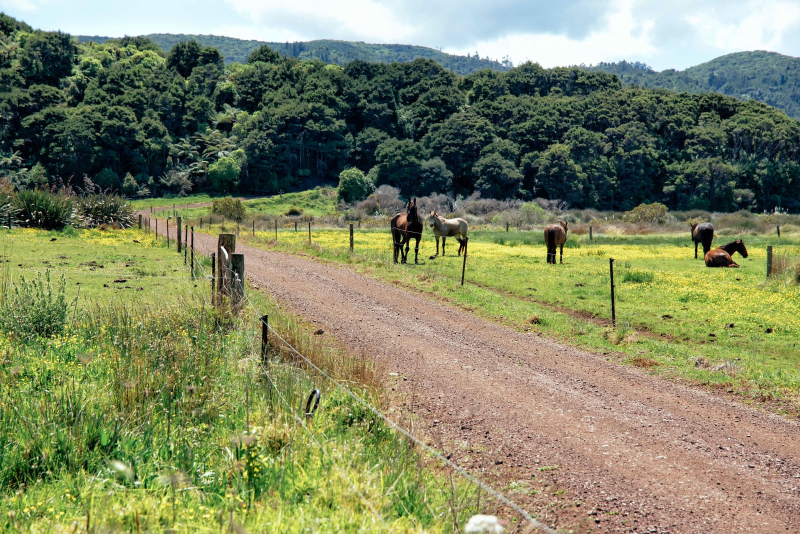 「放牧される馬」の写真