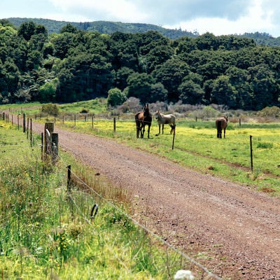 放牧される馬の写真