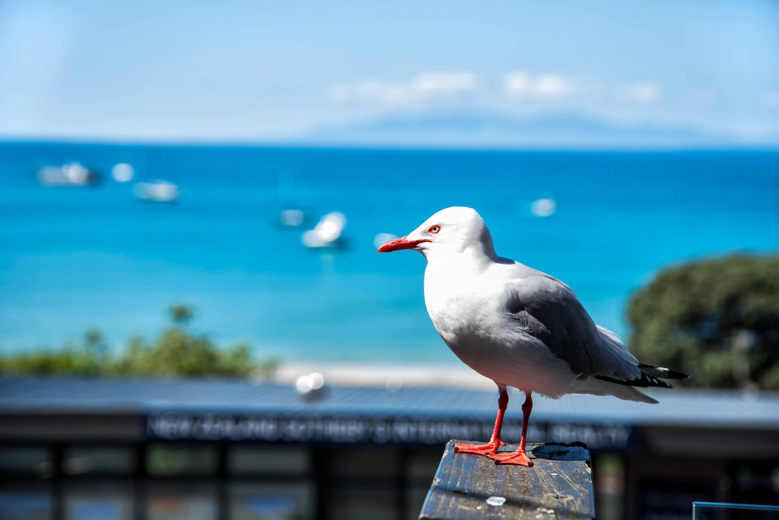 「ニュージーランドの海岸沿いの風景と海鳥」の写真